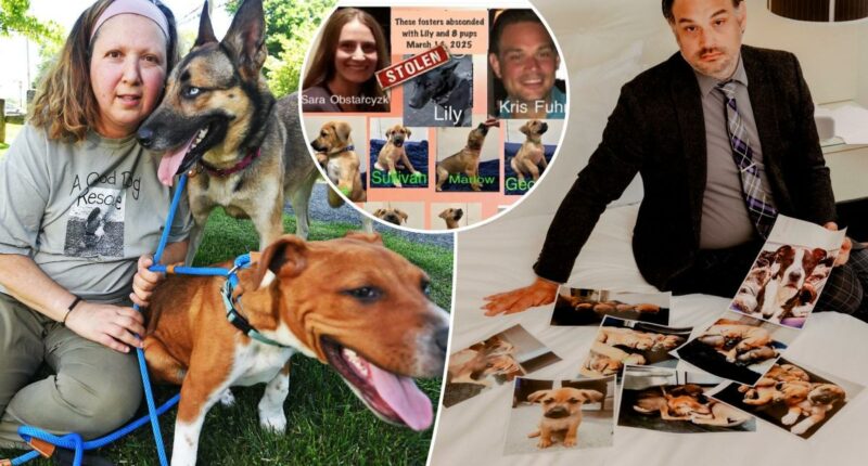 New York couple locked in âdogfightâ with pet rescue over ownership of foster pupsÂ 